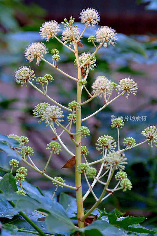 金银花/日本楤木/亮叶纸植物/大叶纸植物